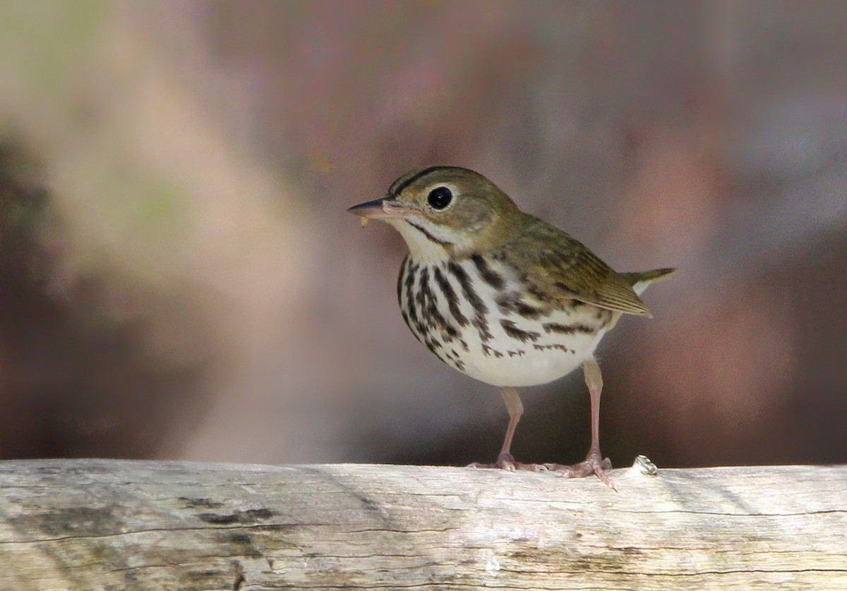 Ovenbird - ML623987223