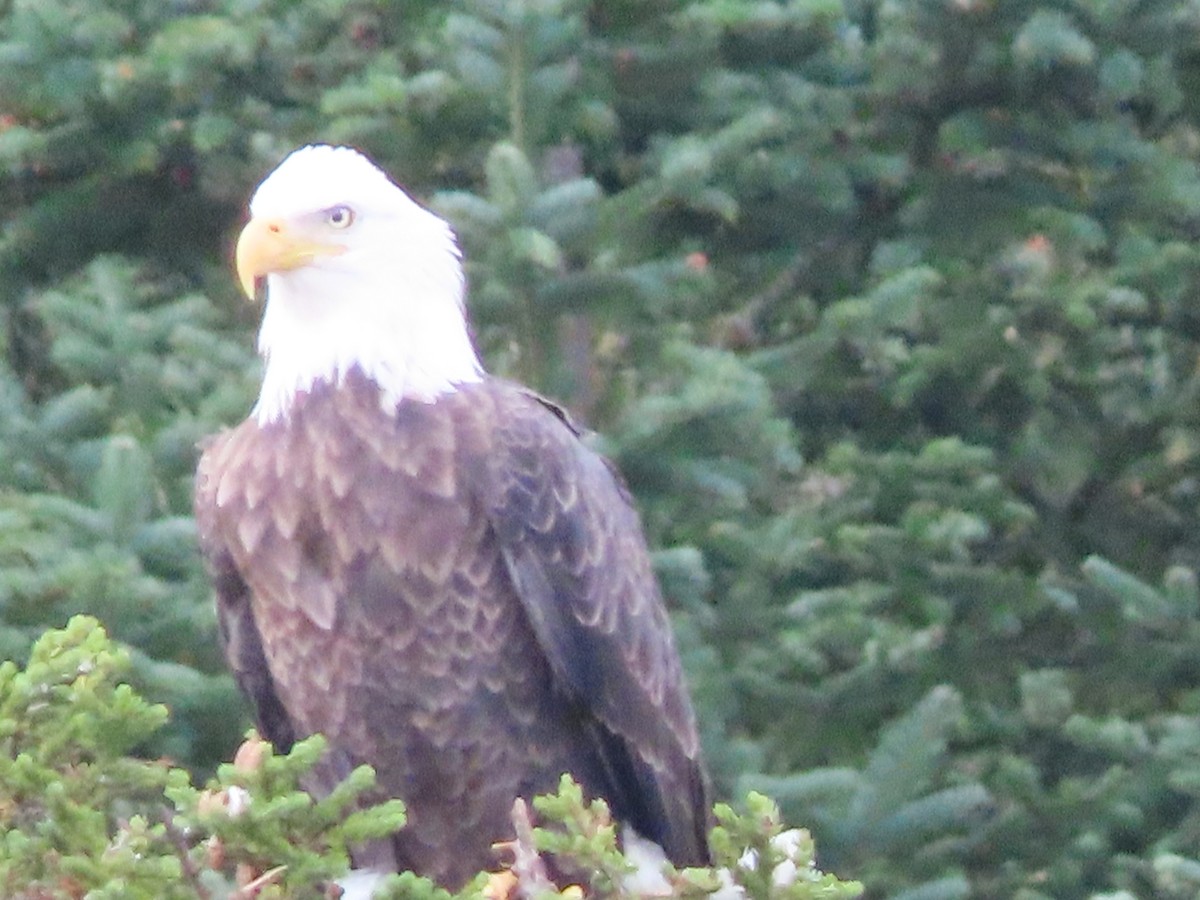 Bald Eagle - ML623987263