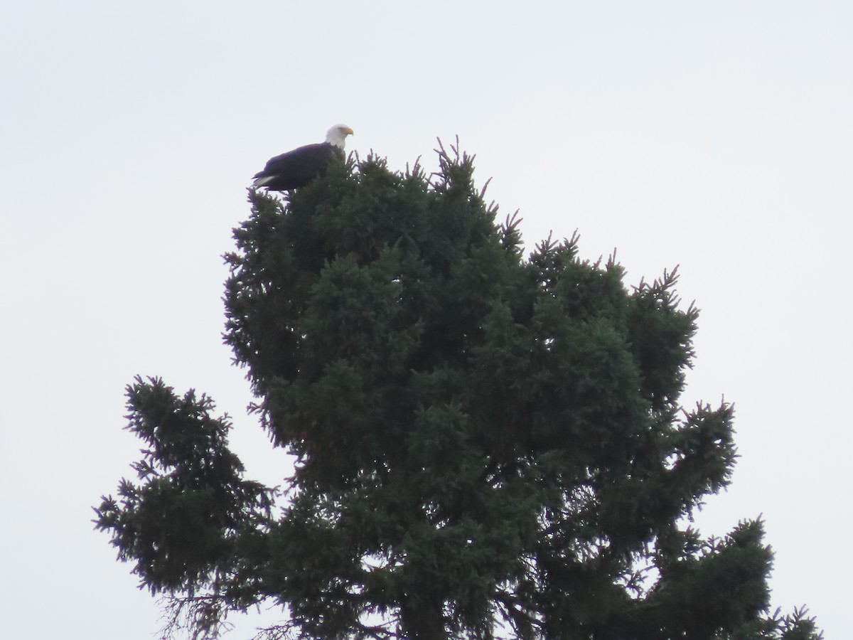 Bald Eagle - ML623987266