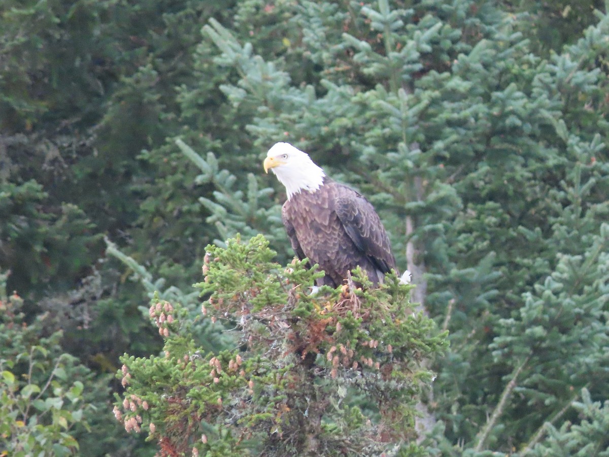 Bald Eagle - ML623987272