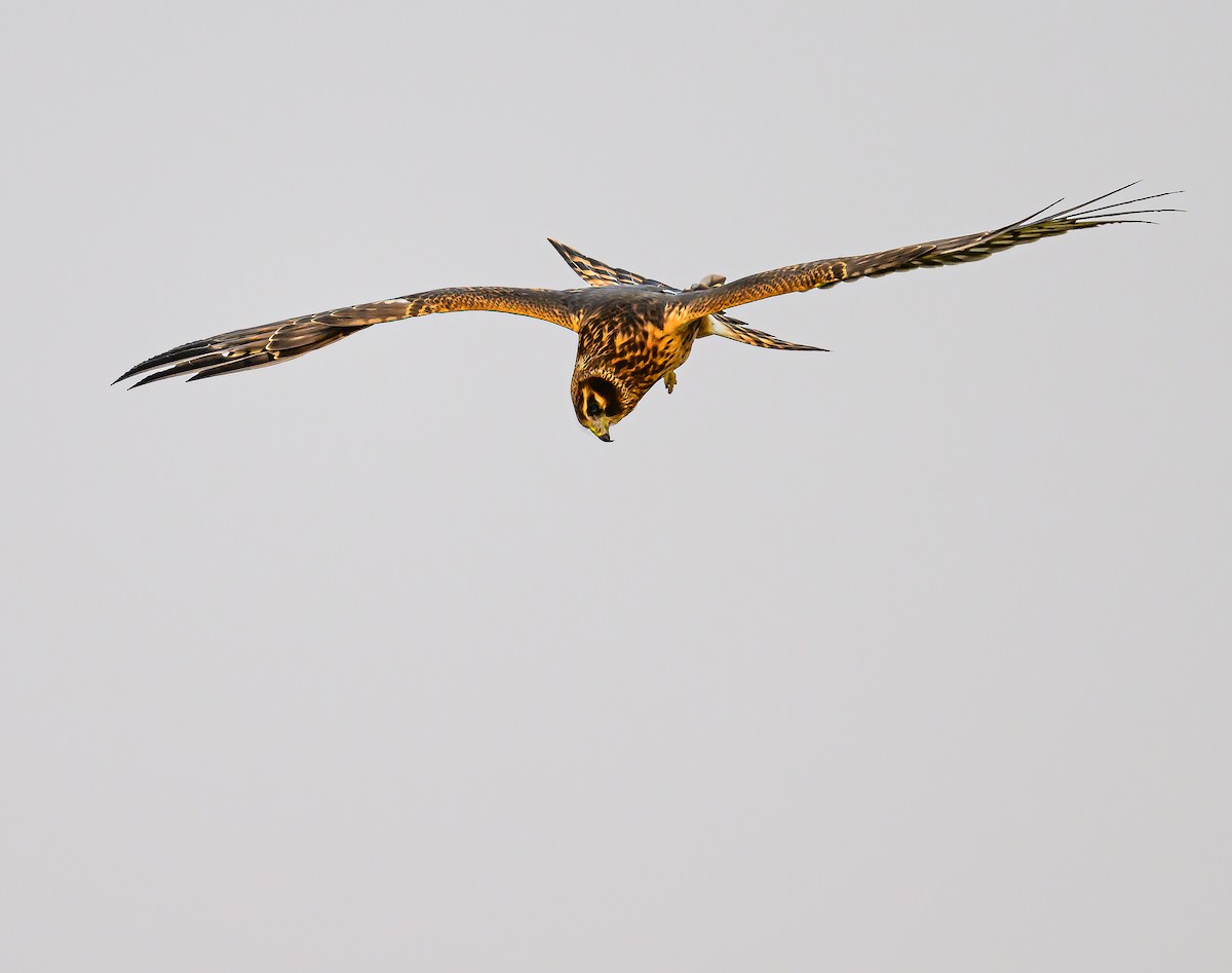 Northern Harrier - ML623987281