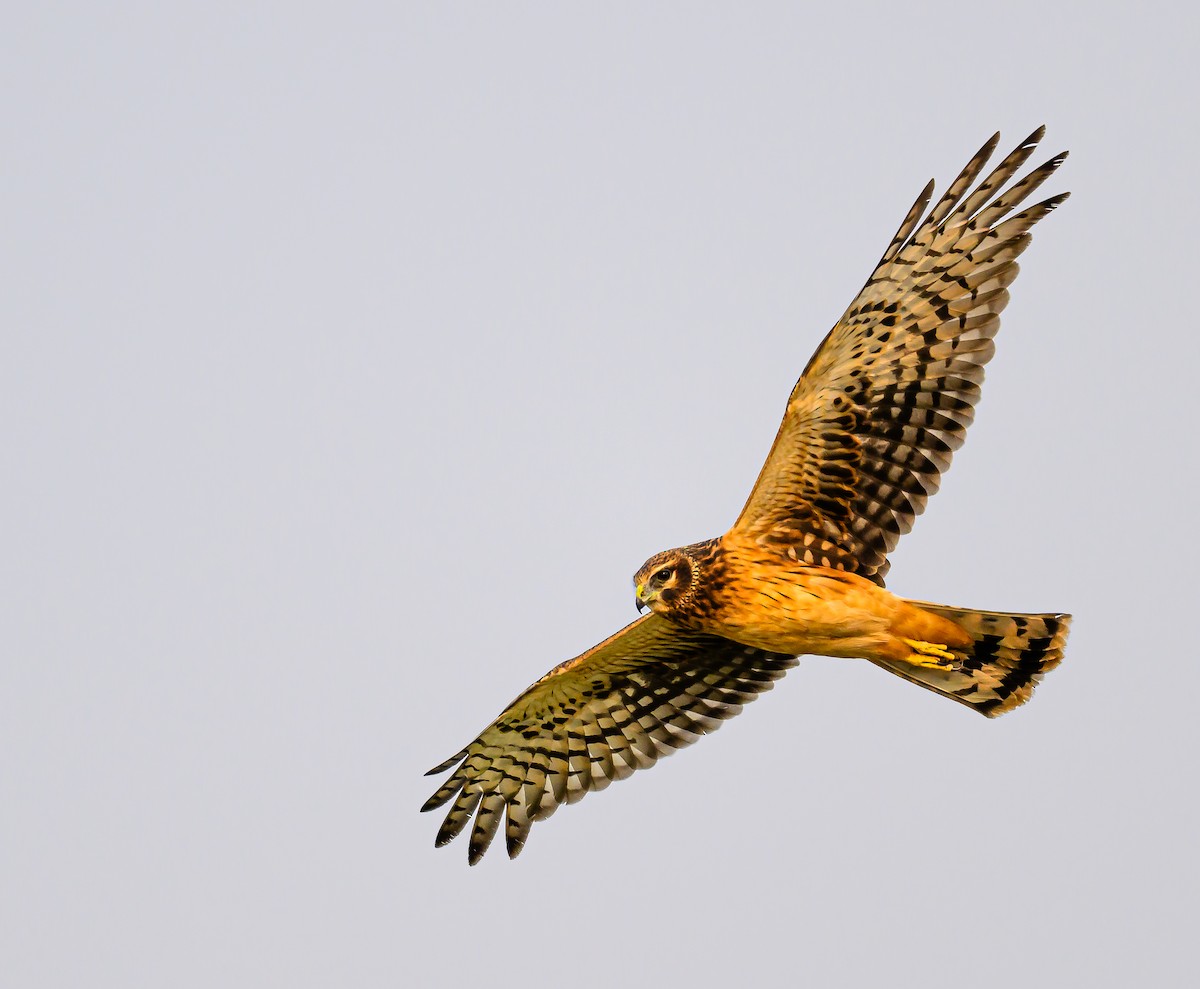 Northern Harrier - ML623987285