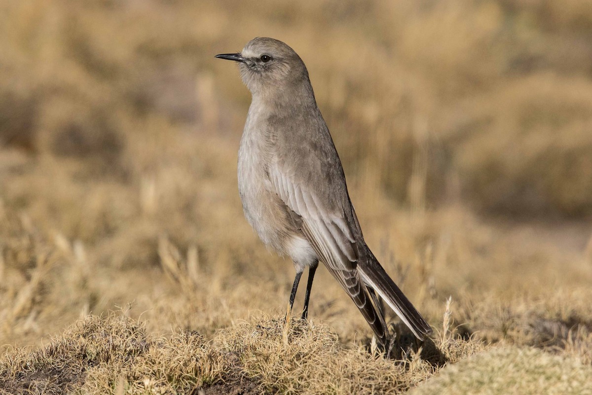 White-fronted Ground-Tyrant - Eric VanderWerf