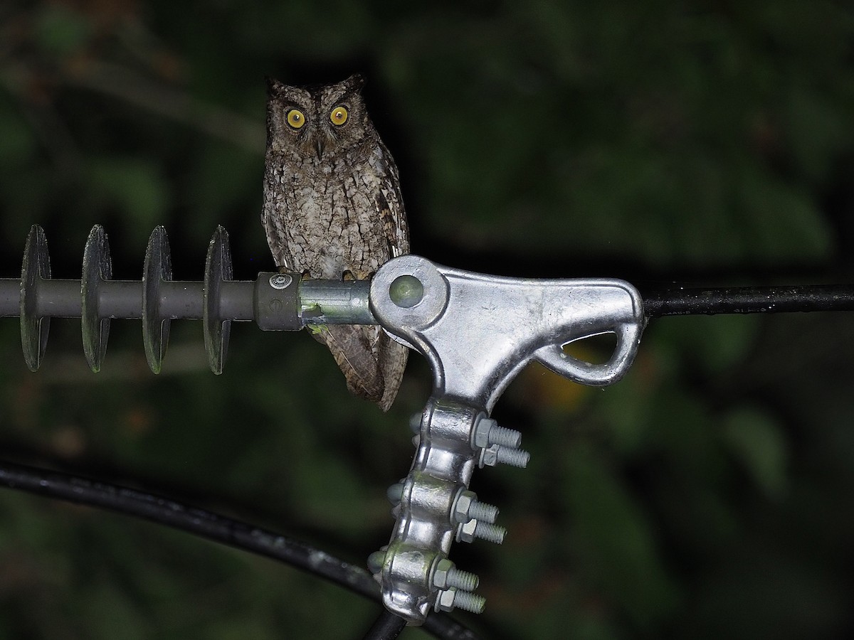 Moluccan Scops-Owl - ML623987311