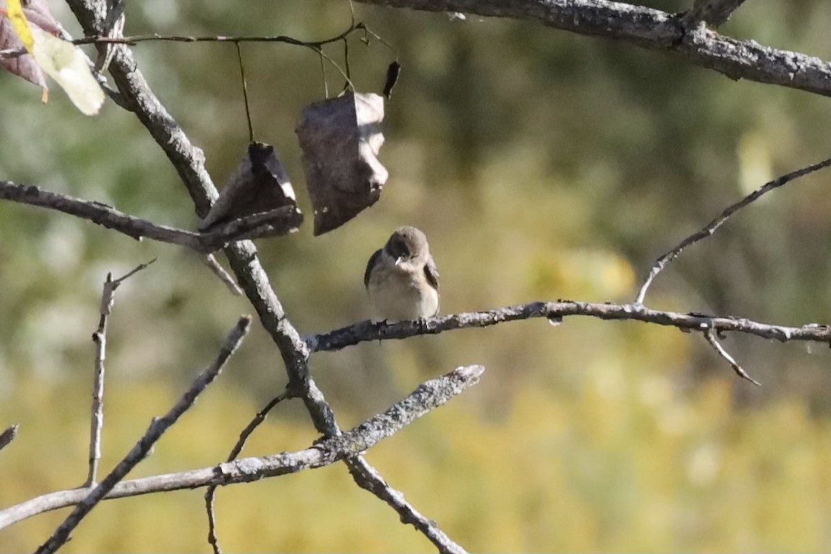 Northern Rough-winged Swallow - ML623987315