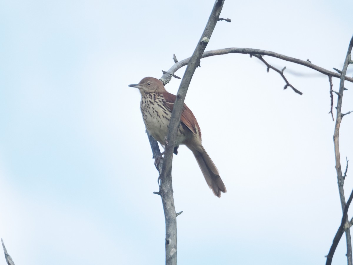 Brown Thrasher - ML623987316