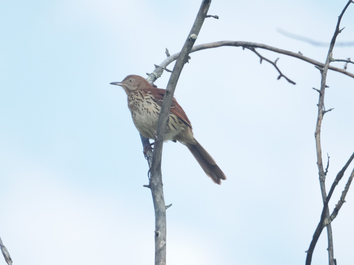 Brown Thrasher - ML623987317