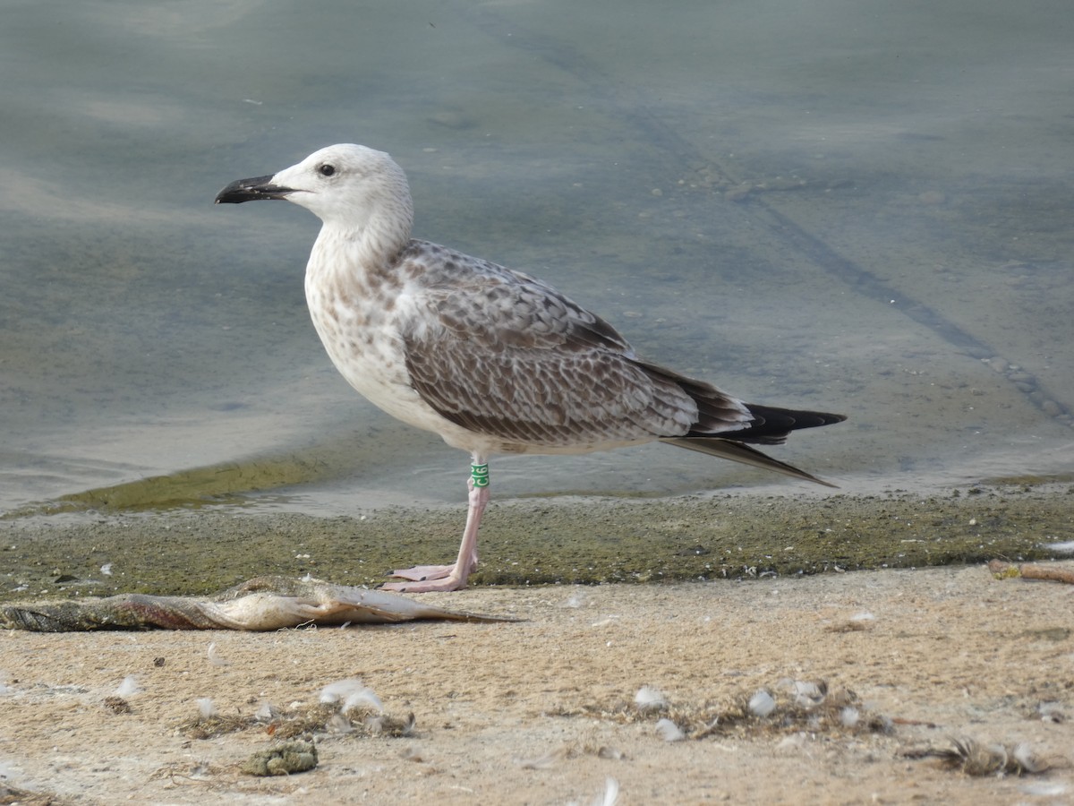 Caspian Gull - ML623987319