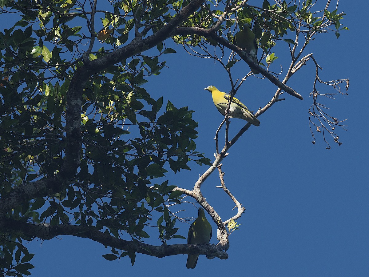 Buru Green-Pigeon - ML623987320