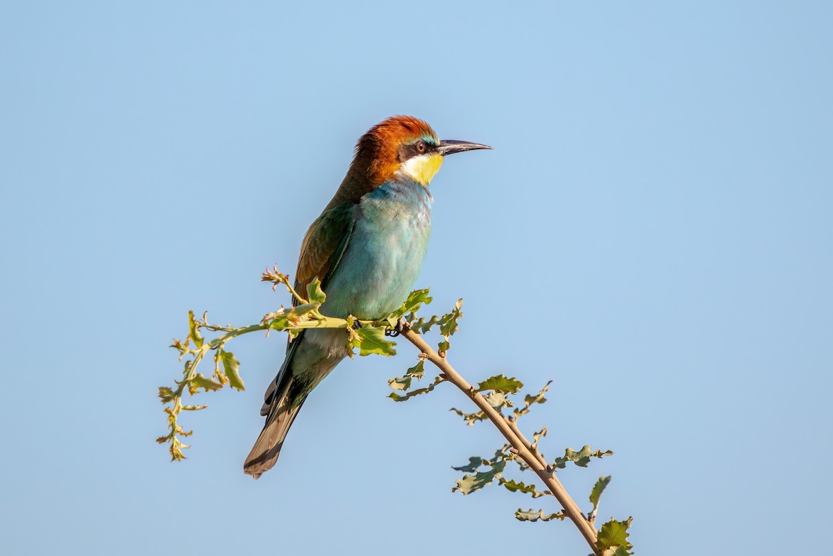 European Bee-eater - ML623987321