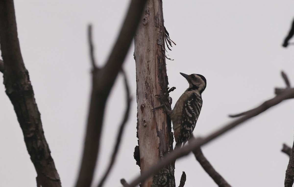 Freckle-breasted Woodpecker - ML623987328