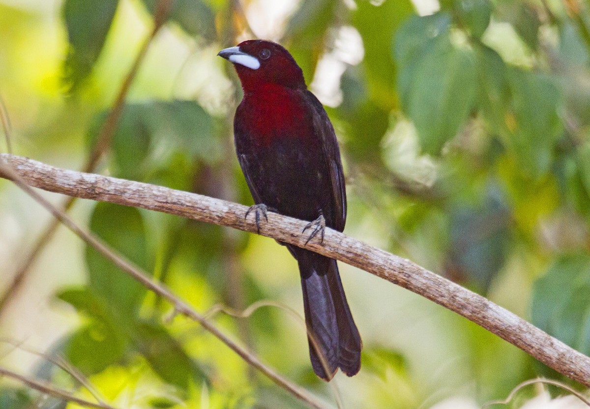 Silver-beaked Tanager - ML623987336