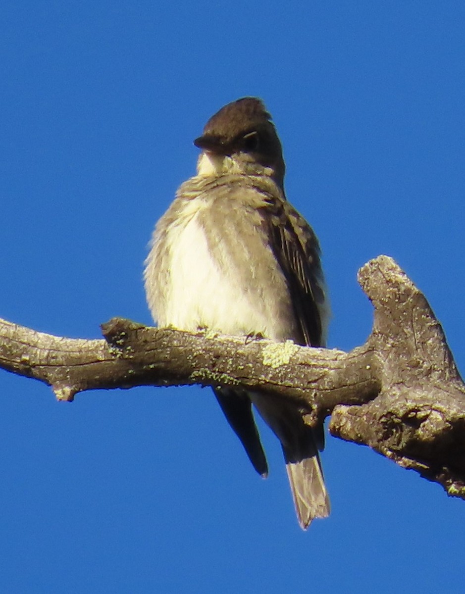 Olive-sided Flycatcher - ML623987357