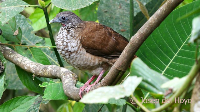 Chachalaca Moteada - ML623987362