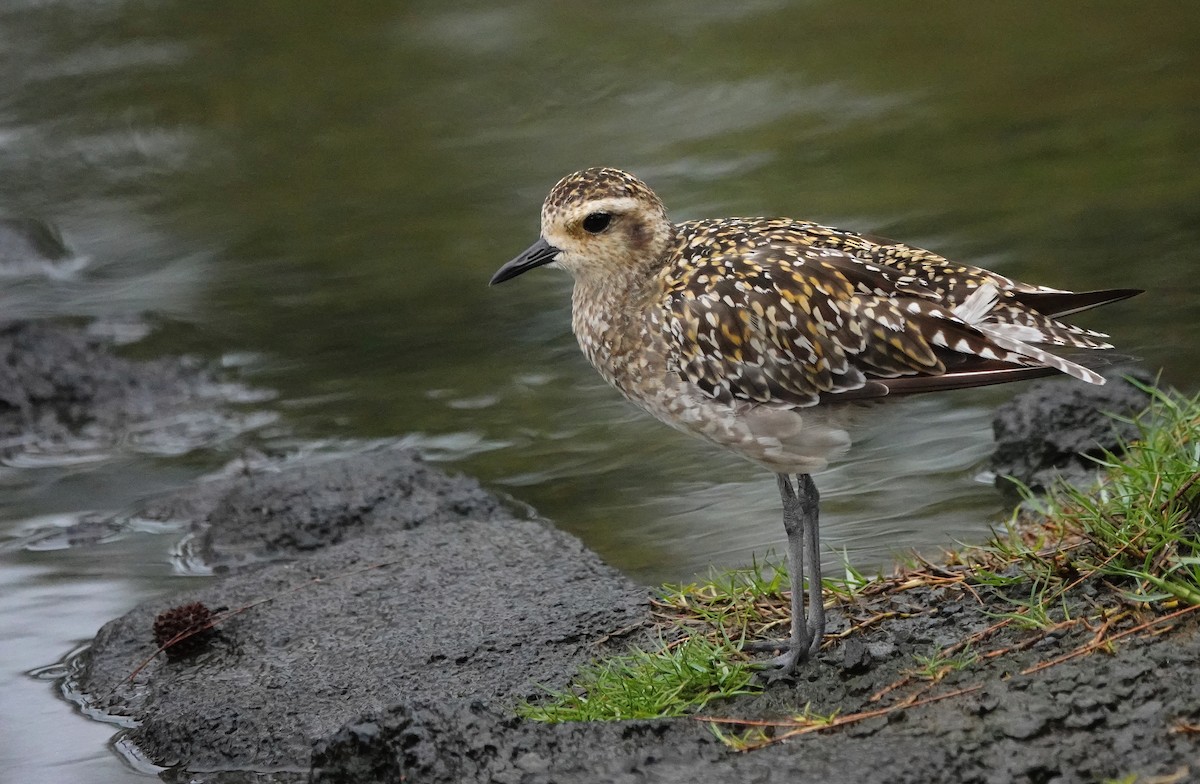 Pacific Golden-Plover - ML623987374