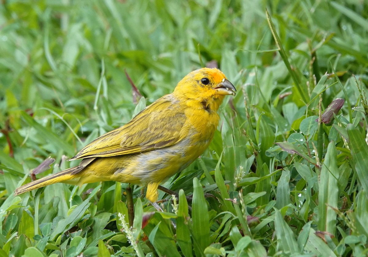 Saffron Finch - ML623987386