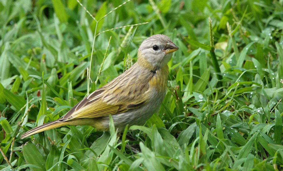 Saffron Finch - ML623987401