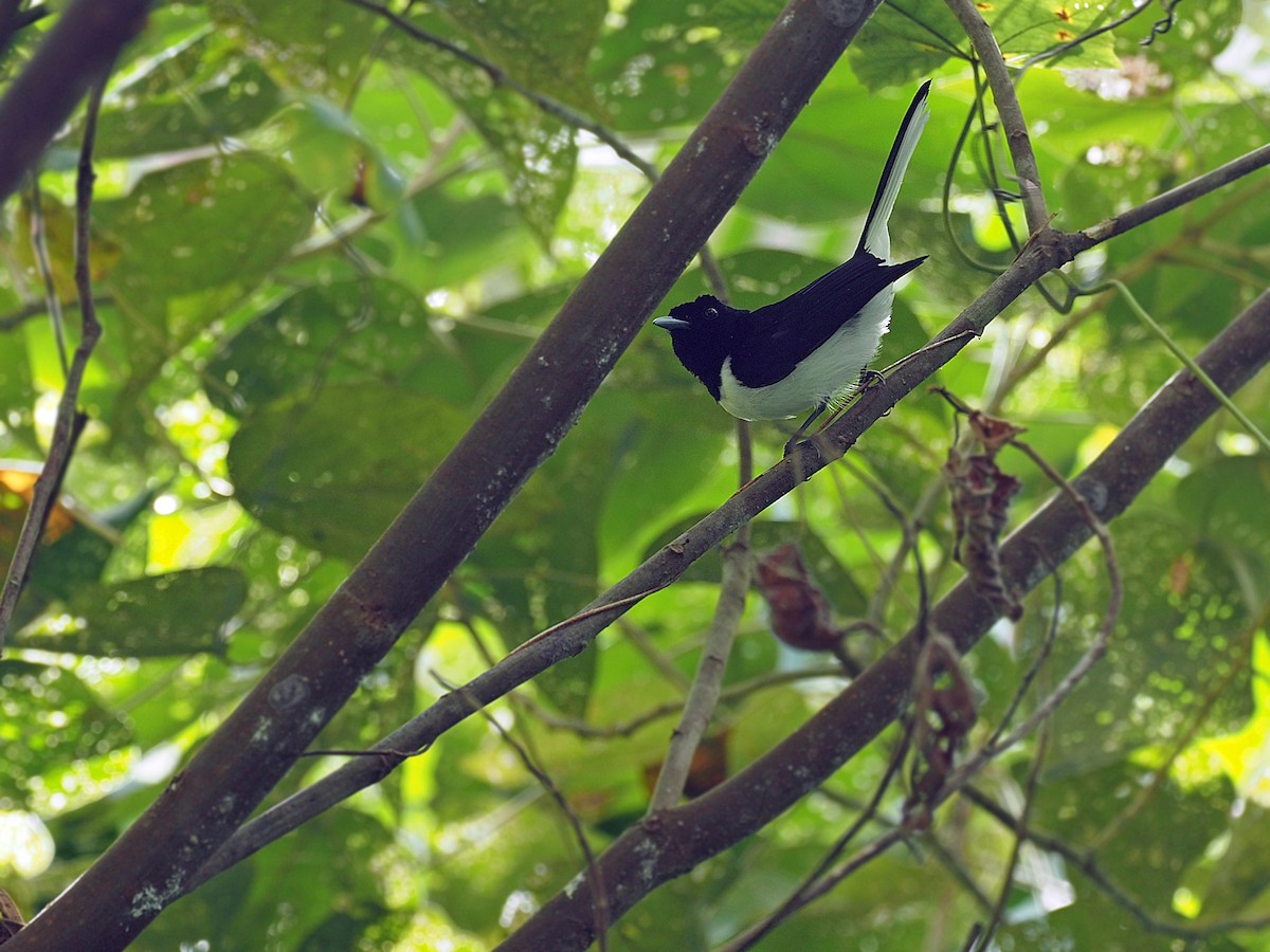 White-tailed Monarch - ML623987417