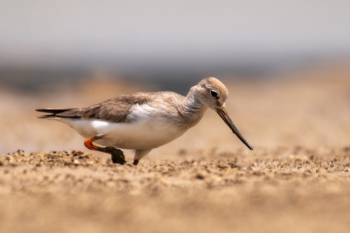 Terek Sandpiper - ML623987430