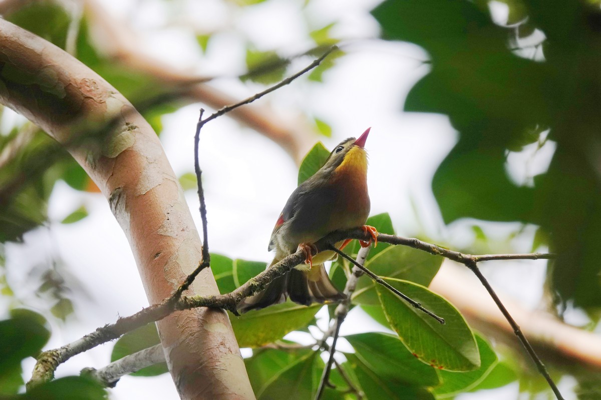 Red-billed Leiothrix - Cheryl Carlile