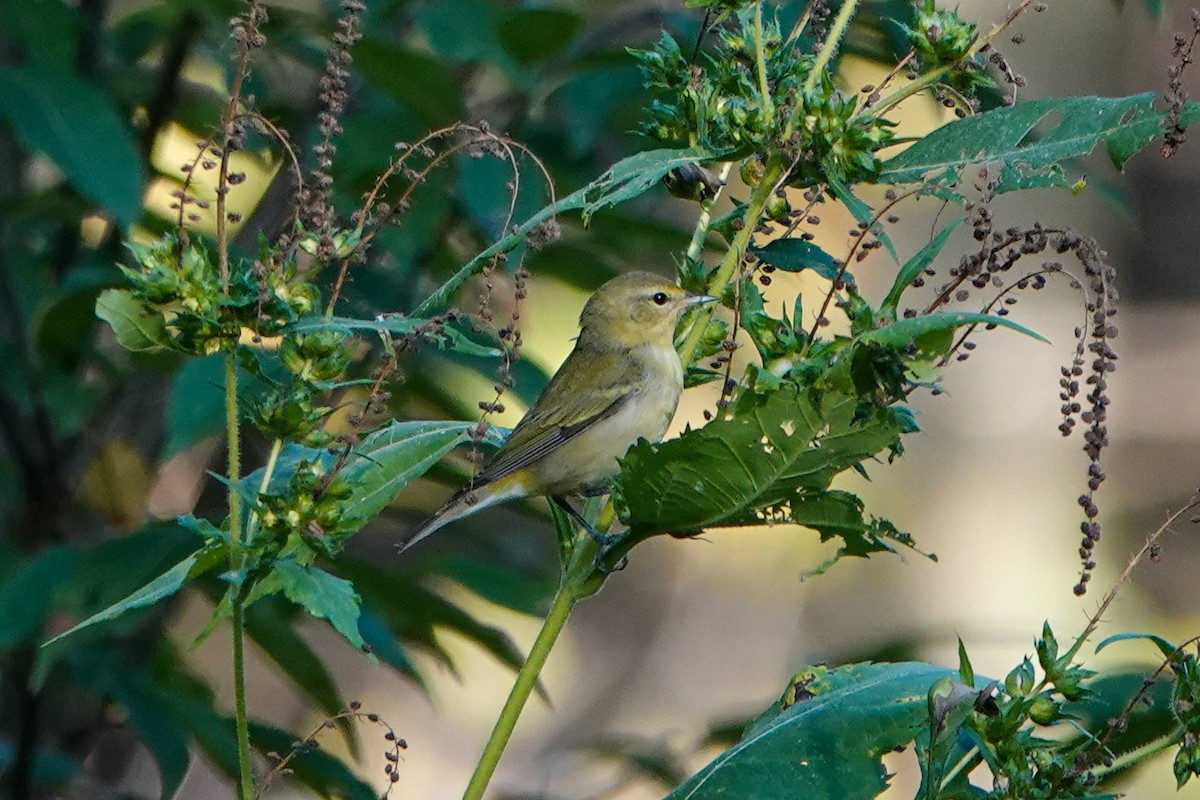 Tennessee Warbler - ML623987446