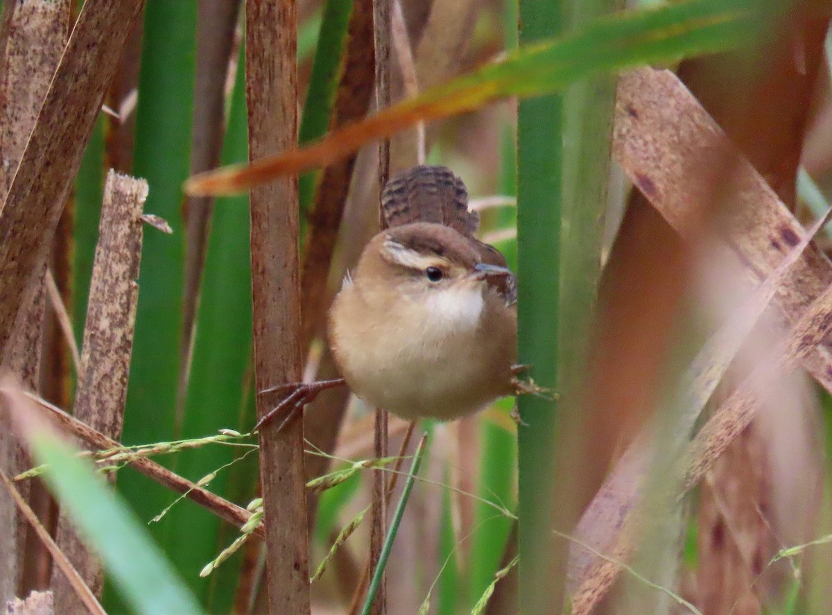 Marsh Wren - ML623987466