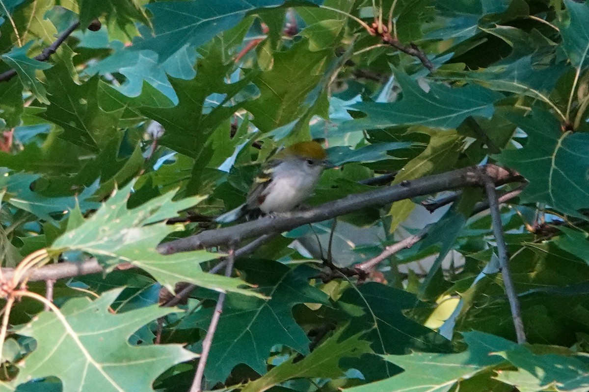 Chestnut-sided Warbler - ML623987467