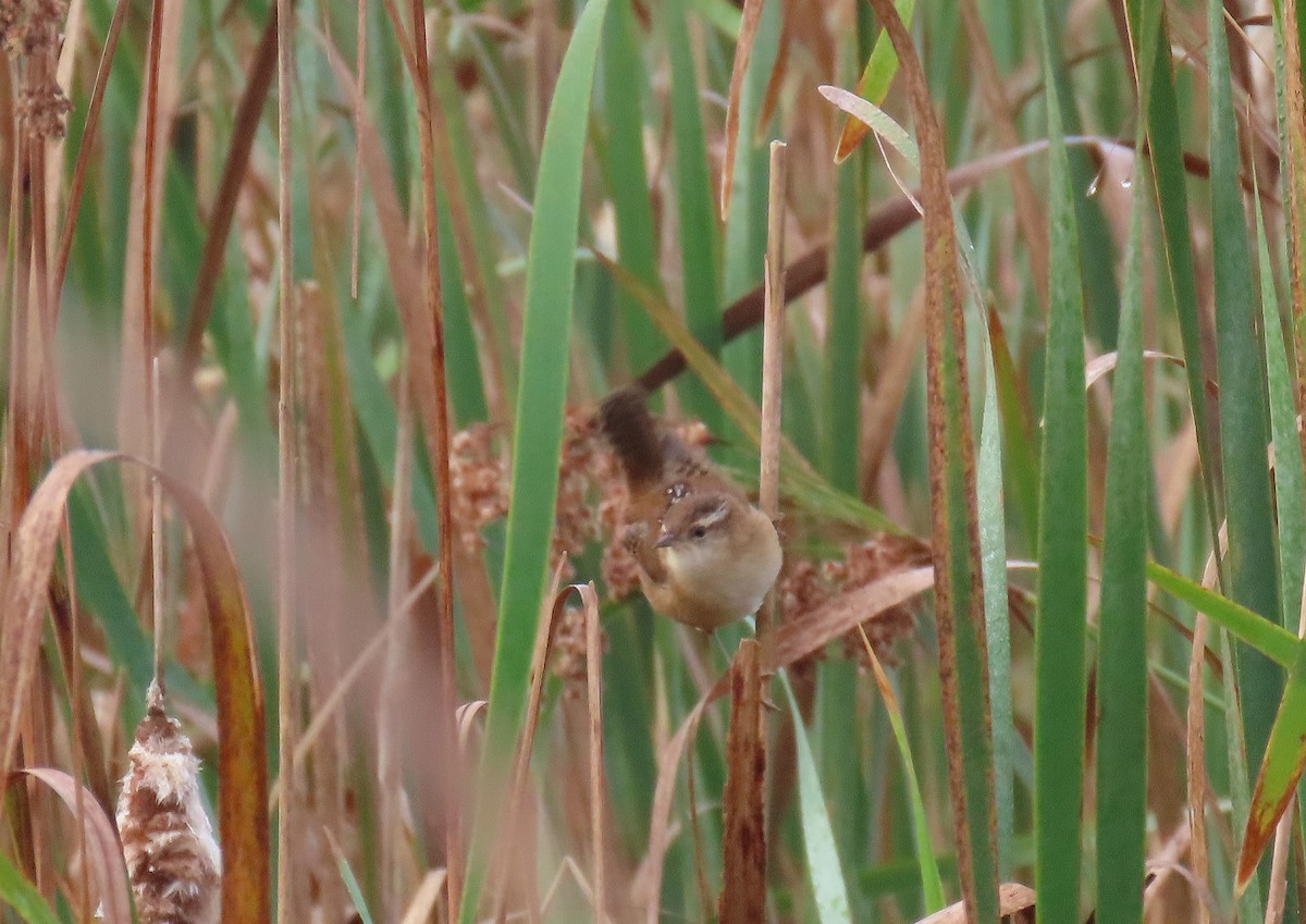 Marsh Wren - ML623987474