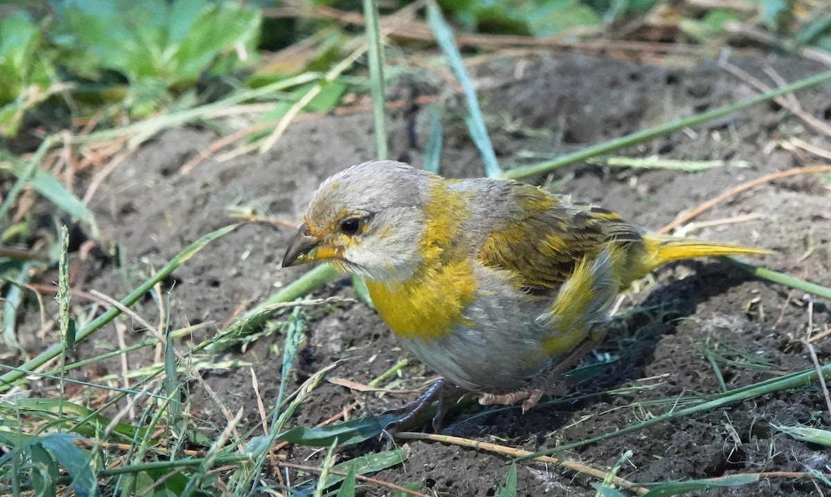 Saffron Finch - ML623987489