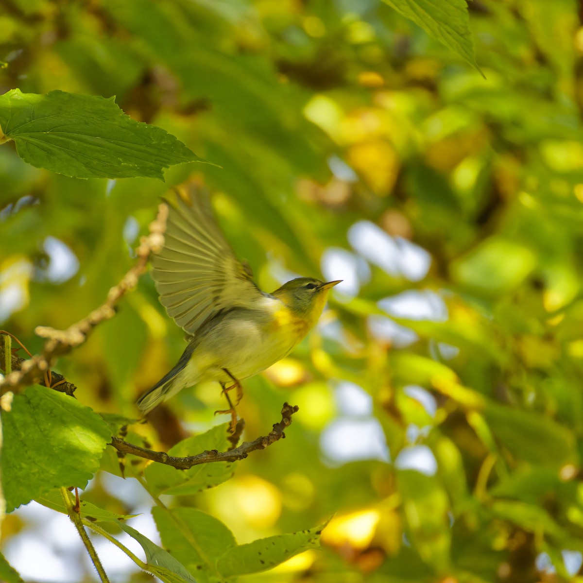 Northern Parula - ML623987490