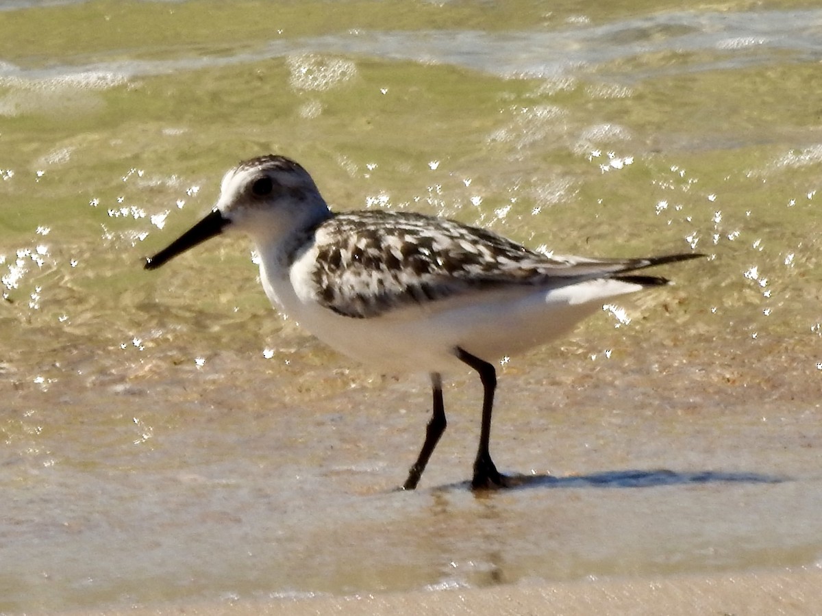 Sanderling - ML623987492