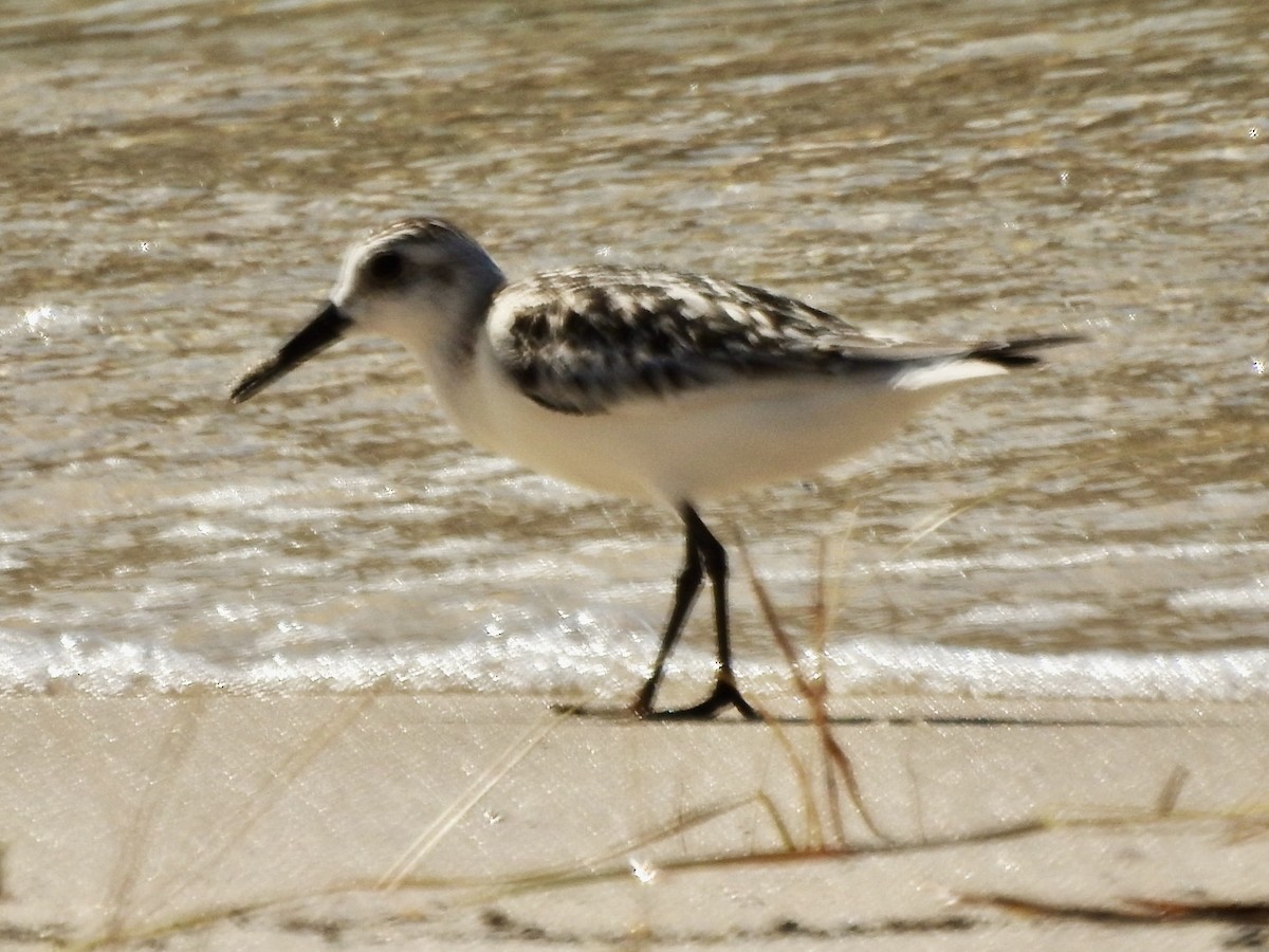 Sanderling - ML623987493