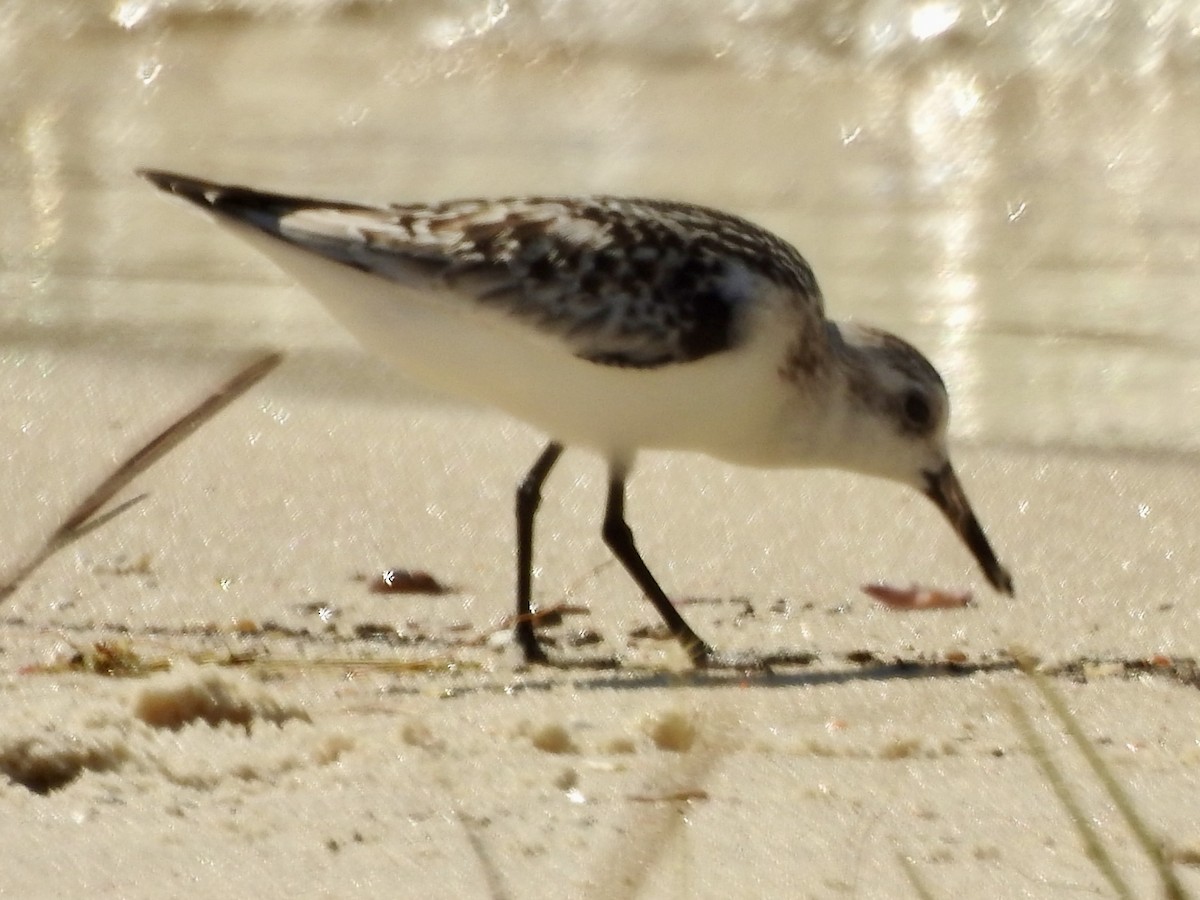 Sanderling - ML623987494