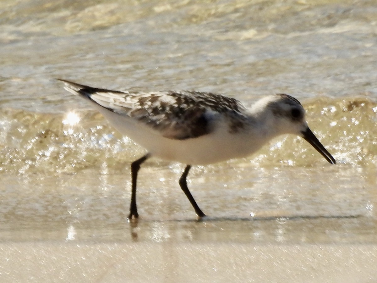 Sanderling - ML623987495