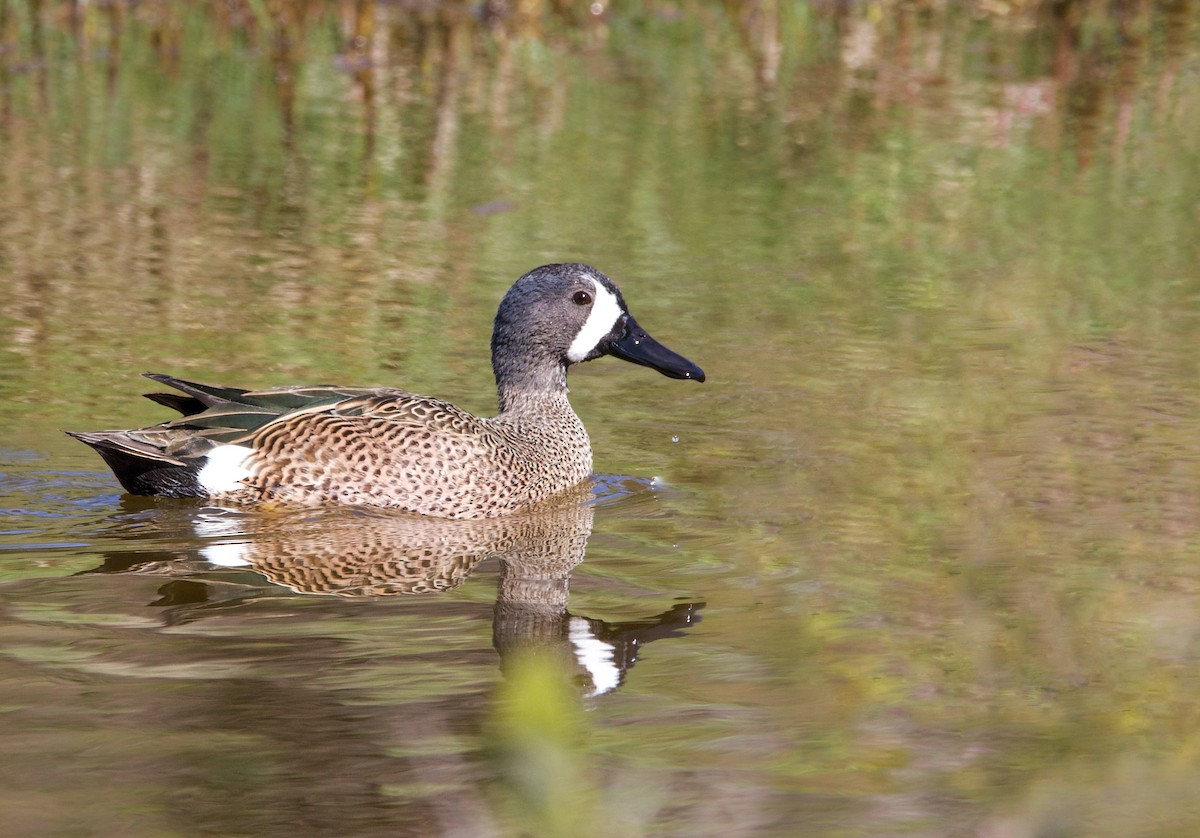 Blue-winged Teal - ML623987502