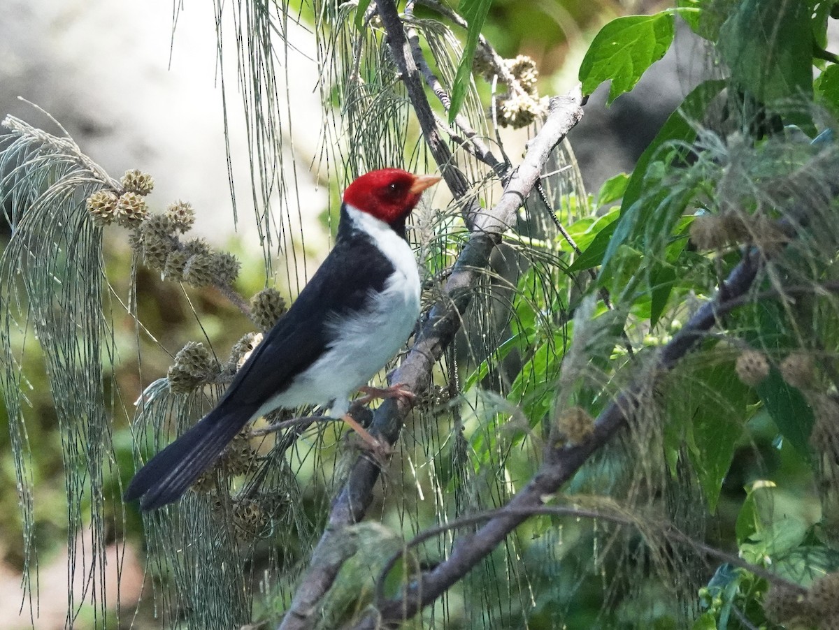 Yellow-billed Cardinal - ML623987507