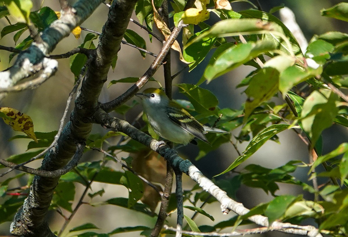 Chestnut-sided Warbler - ML623987508