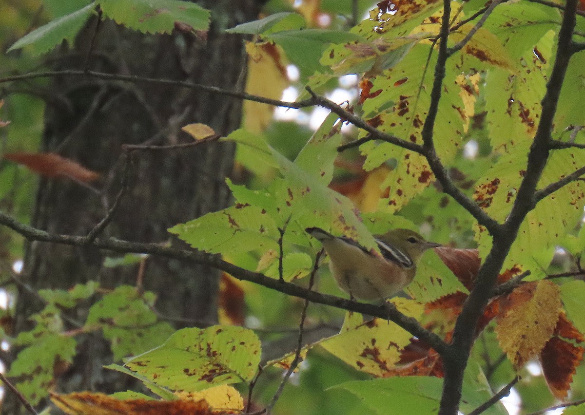 Bay-breasted Warbler - ML623987510