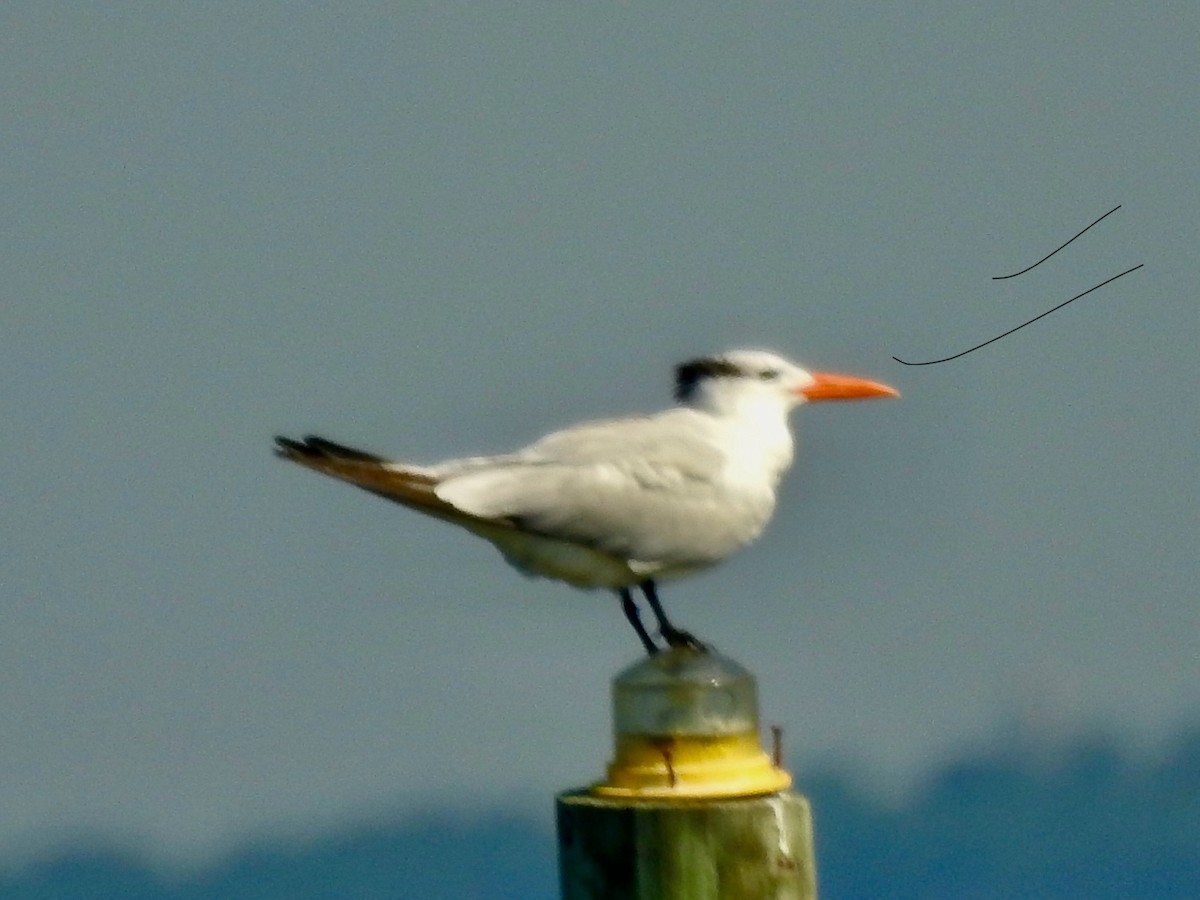 Royal Tern - ML623987512