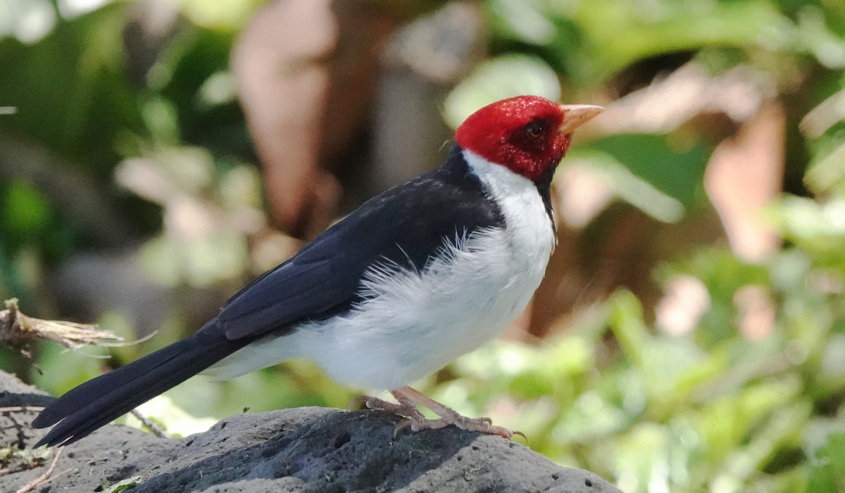 Yellow-billed Cardinal - ML623987515