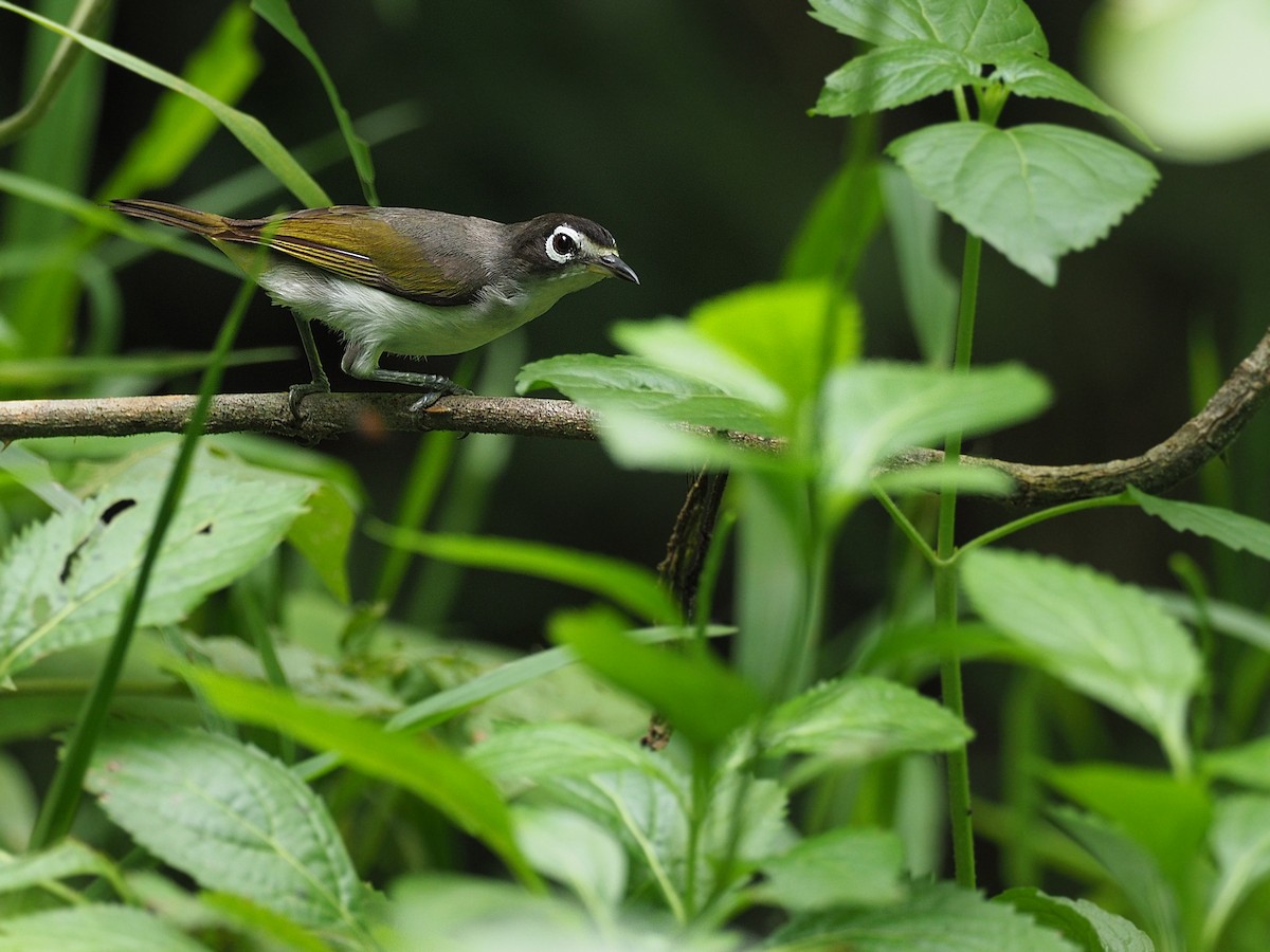 Morotai White-eye - ML623987516