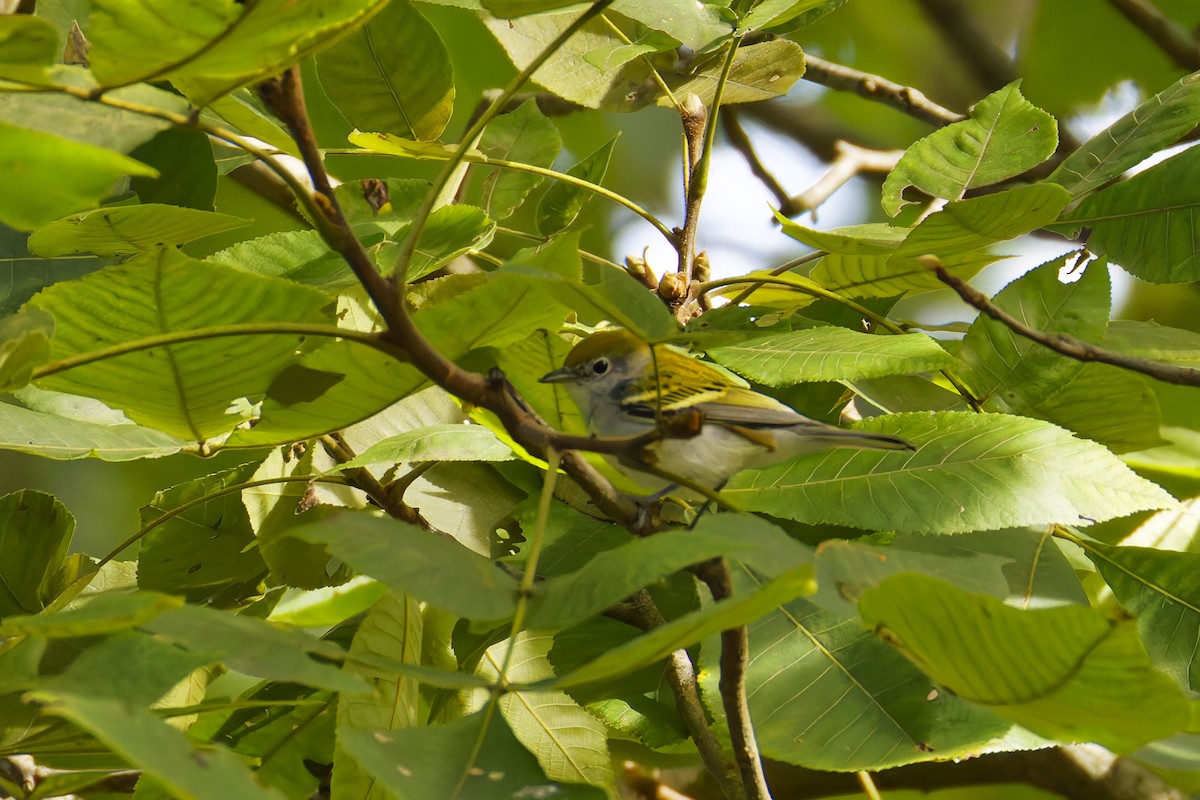brunsideparula - ML623987531