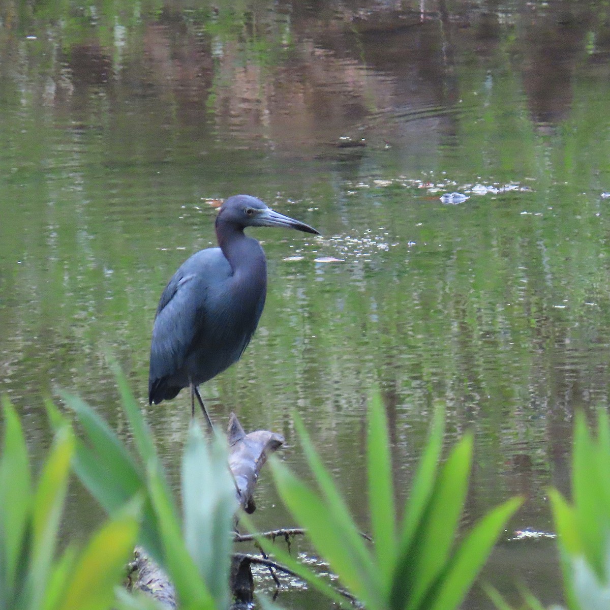 Little Blue Heron - ML623987533