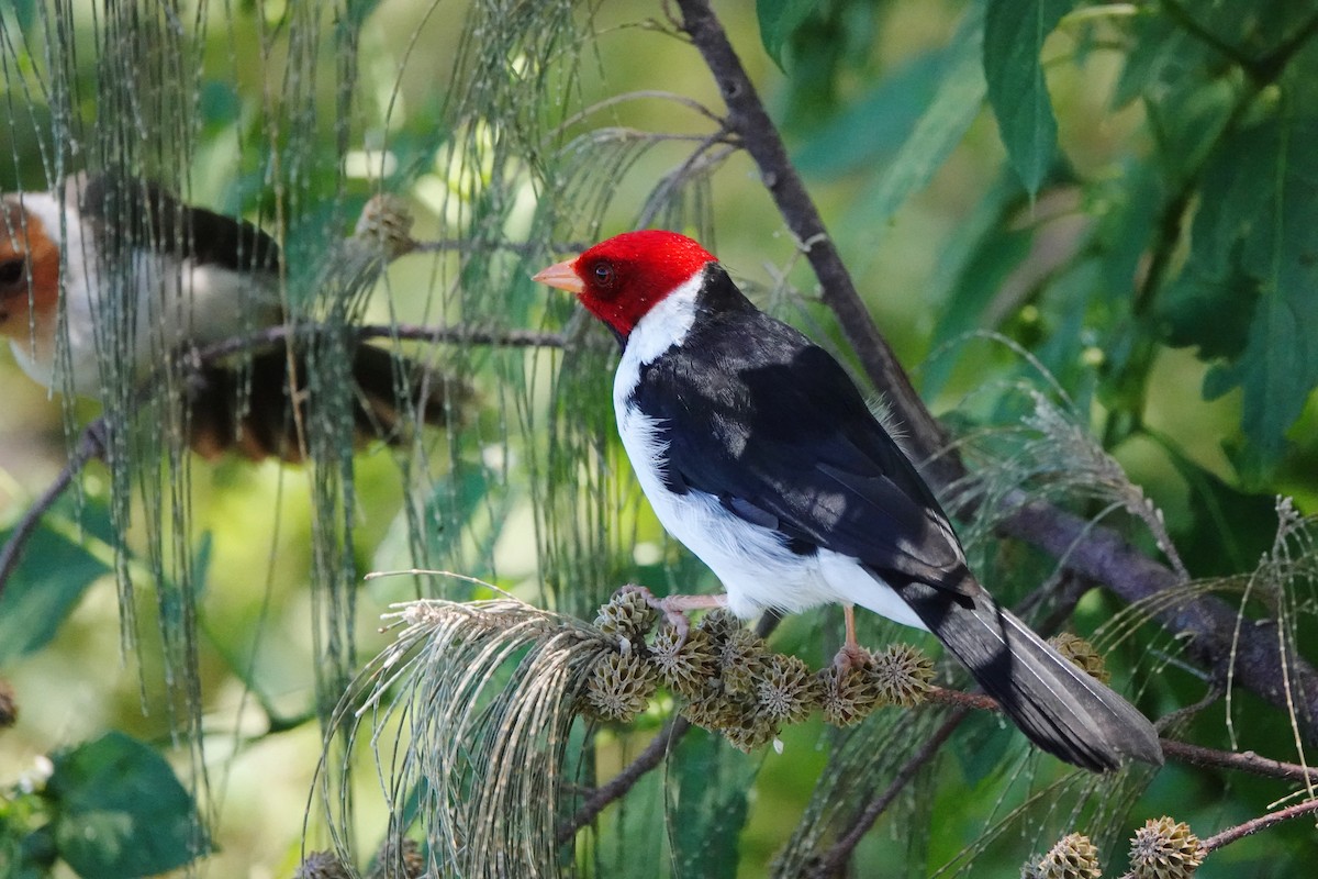 Yellow-billed Cardinal - ML623987536