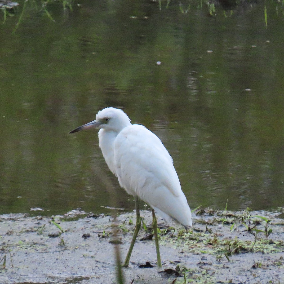 Little Blue Heron - Tom & Anna Leith