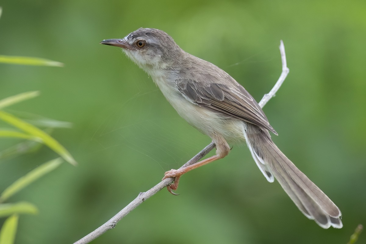 Plain Prinia - ML623987549