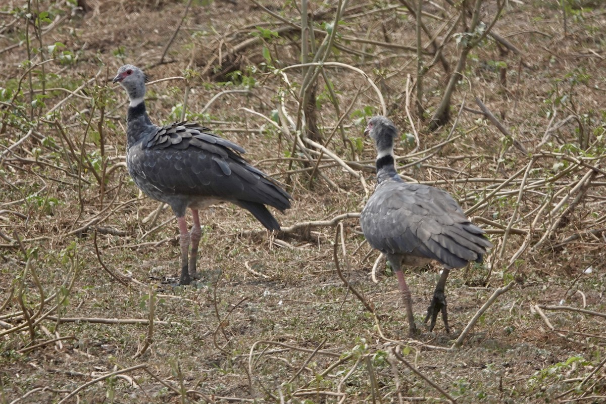 Southern Screamer - ML623987551