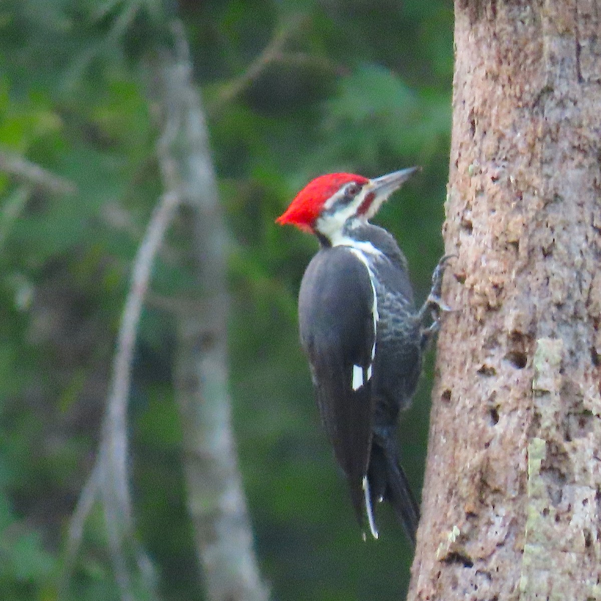 Pileated Woodpecker - ML623987552