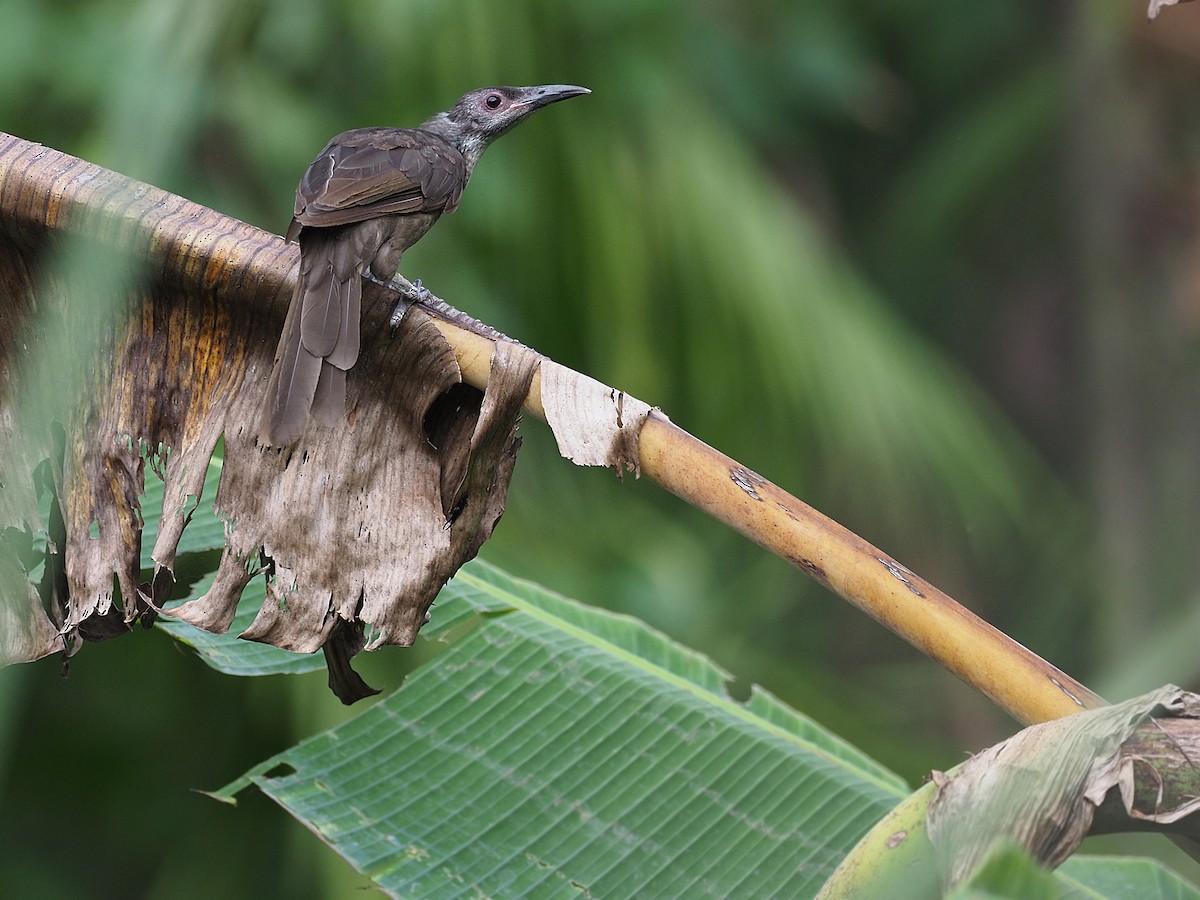 Morotai Friarbird - ML623987554