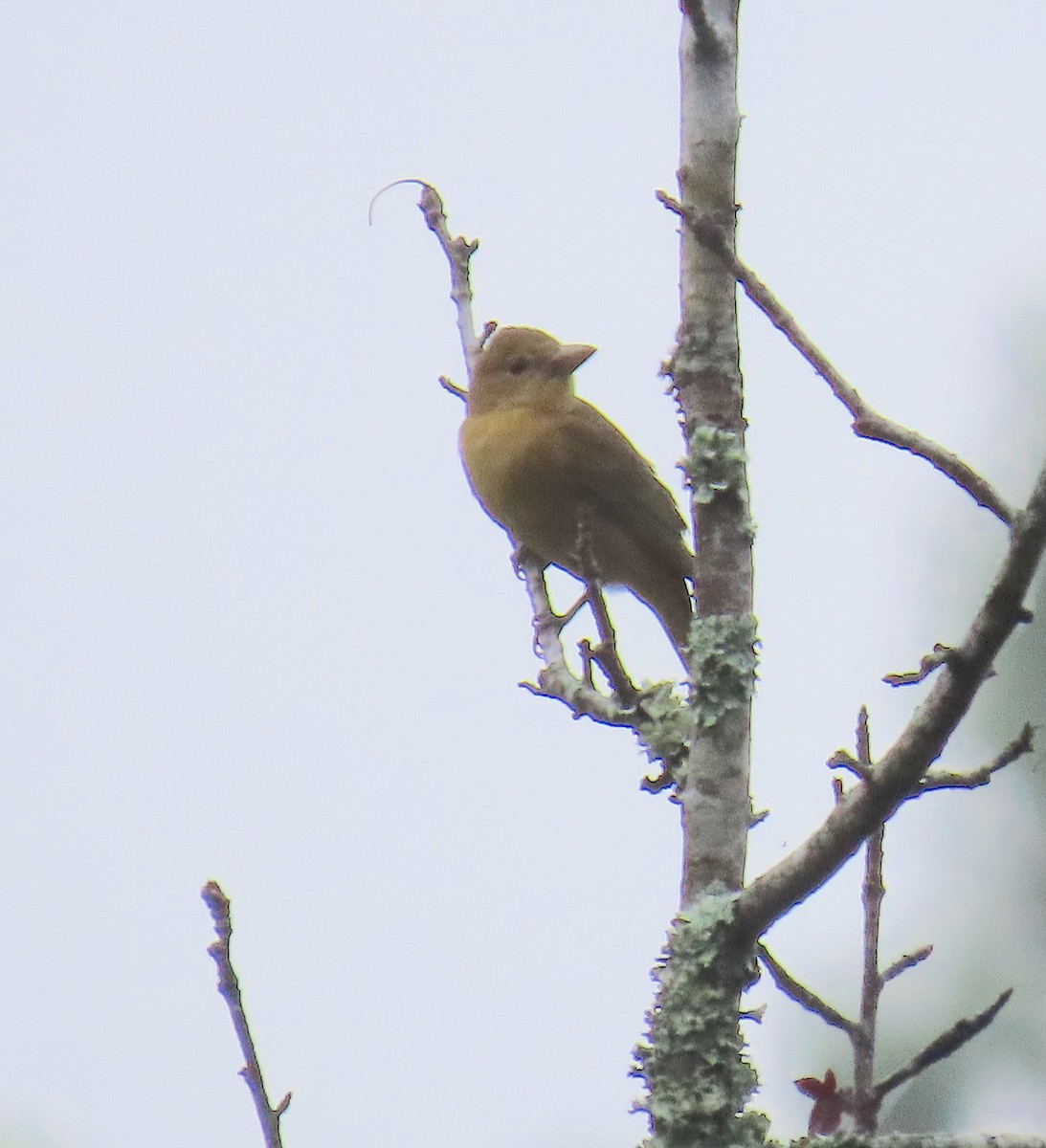 Summer Tanager - ML623987558